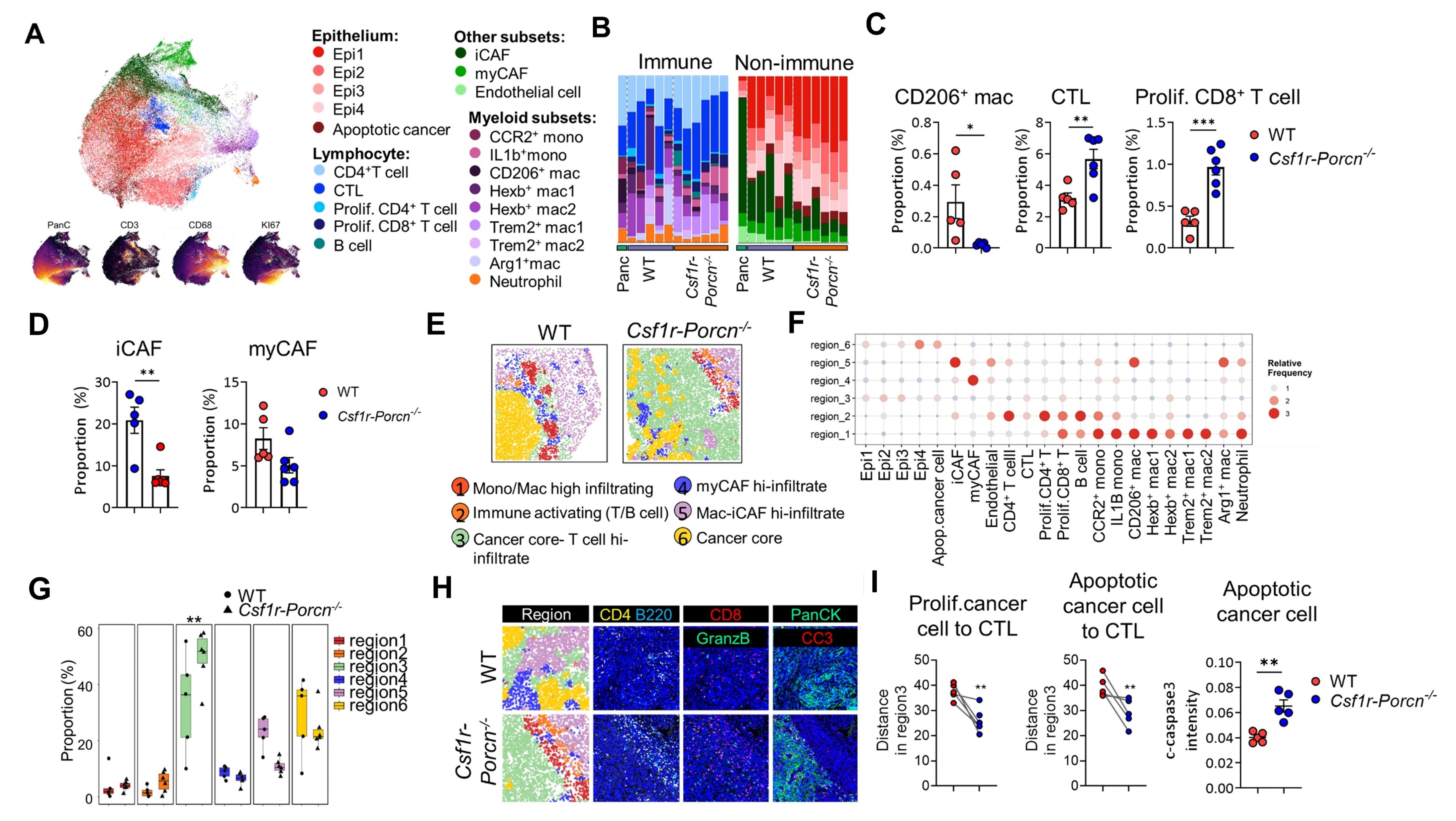 IMC 데이터 분석 결과 - UMAP·영역 분할·CD4/B220/CD8/PanCK/GranzB/CC3 다중 마커 이미지