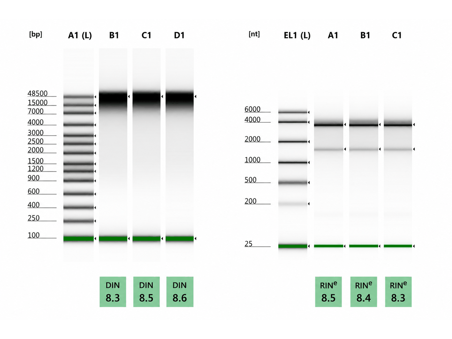 Nucleic acid quality assessment results &mdash; DNA integrity number (DIN) 8.3&ndash;8.6, RNA integrity number (RINe) 8.3&ndash;8.5
