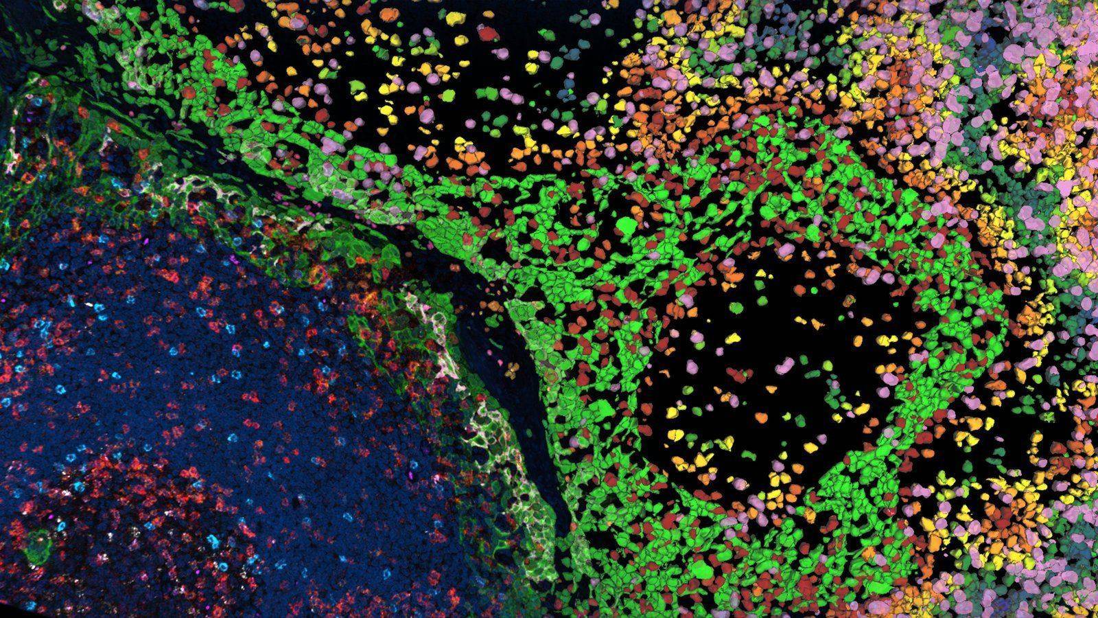 Confocal image of multi-labeled fluorescent tissue - multi-channel fluorescence in red, green, yellow, and violet