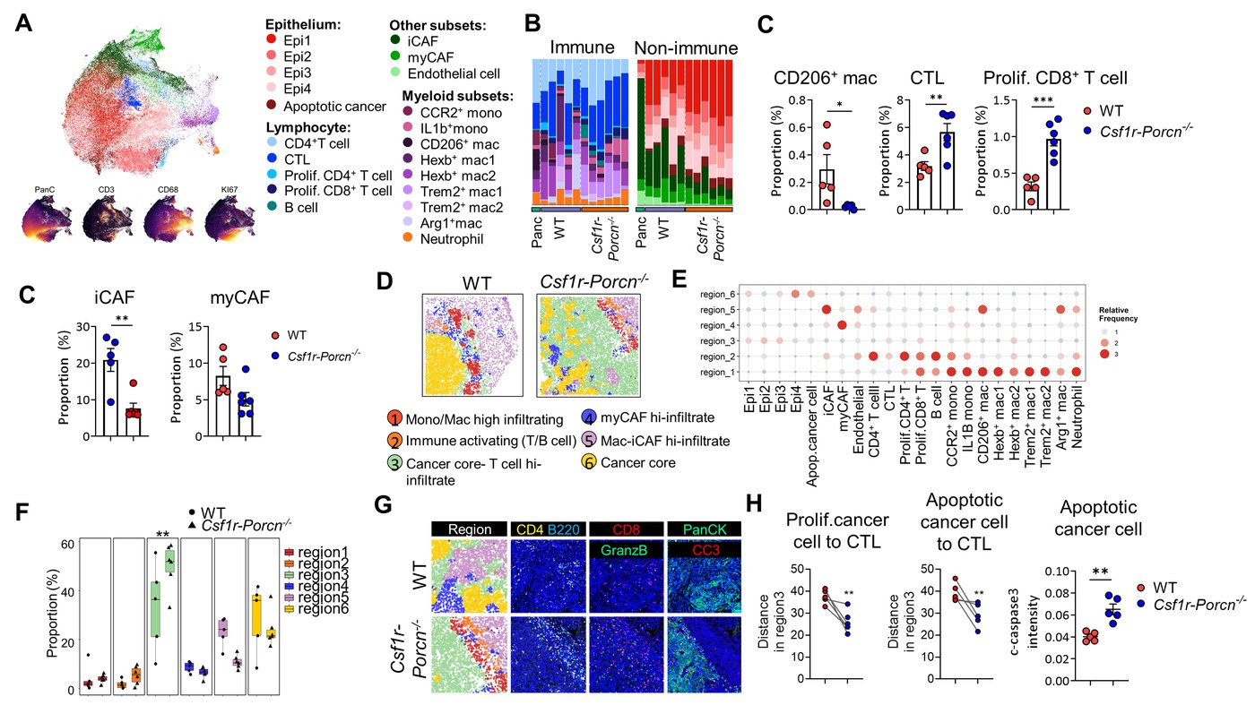 IMC data analysis - UMAP, region segmentation, and multi-marker image of CD4/B220/CD8/PanCK/GranzB/CC3