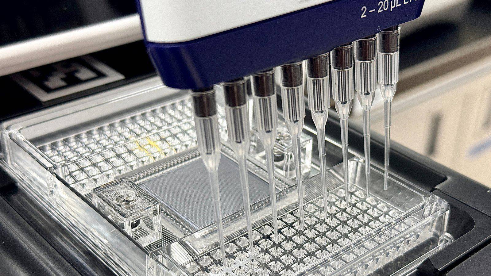 Sample preparation, dispensing specimens into a 96-well plate with an 8-channel multi-pipette