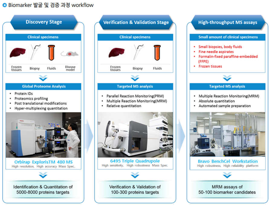 Mass spectrometry-based proteomic analysis workflow diagram - Discovery Stage (extracting and quantifying proteins from clinical specimens, then discovering biomarker candidates via high-resolution mass spectrometry), Verification & Validation Stage (validating target proteins via targeted mass spectrometry), High-throughput MS assay (quantitative analysis across many specimens)