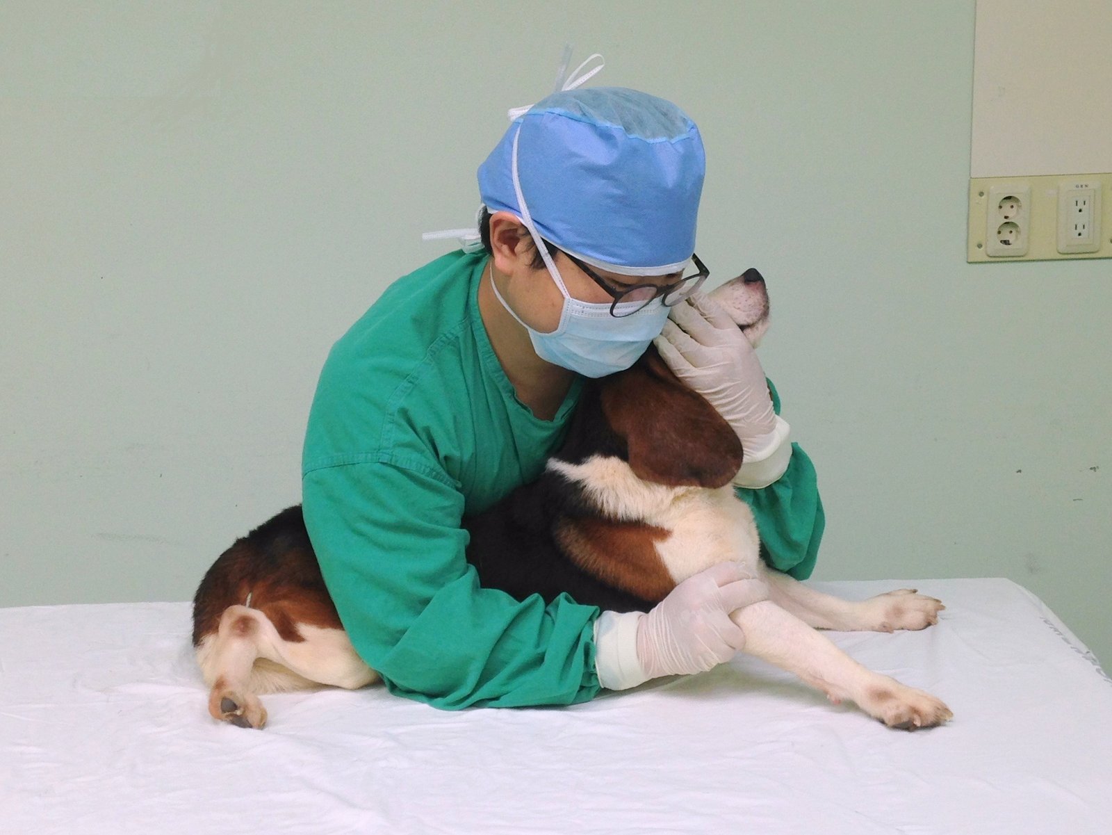 Restraint for cephalic vein blood collection