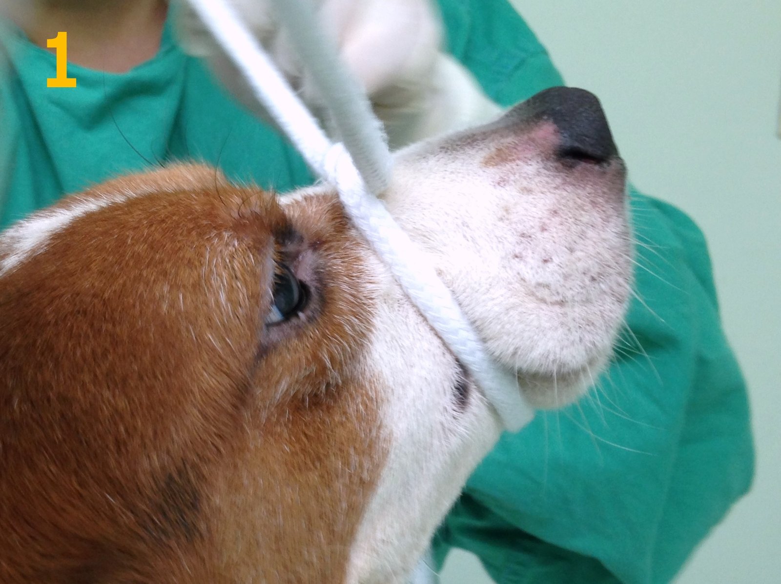 How to use a muzzle 1