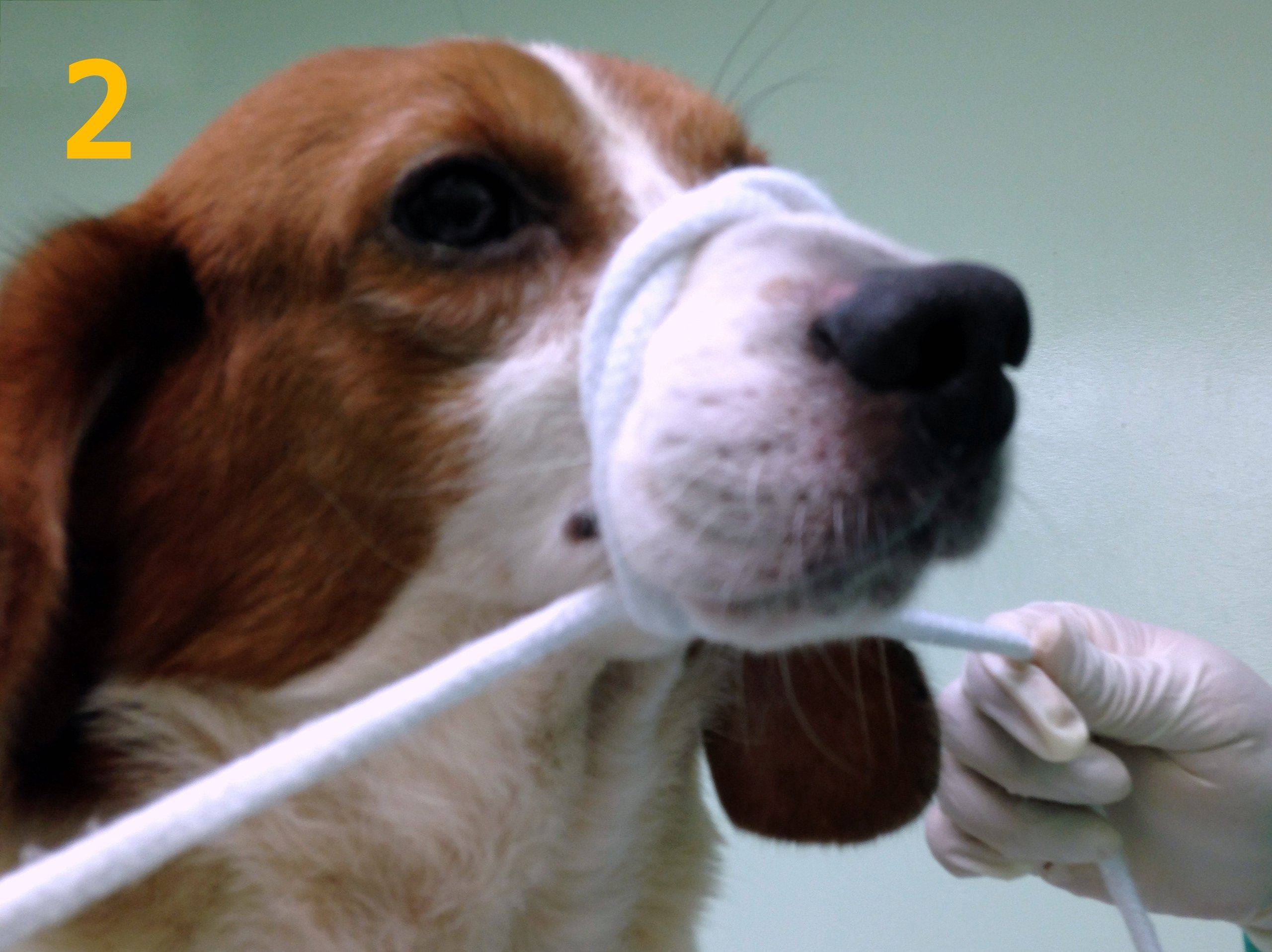 How to use a muzzle 2