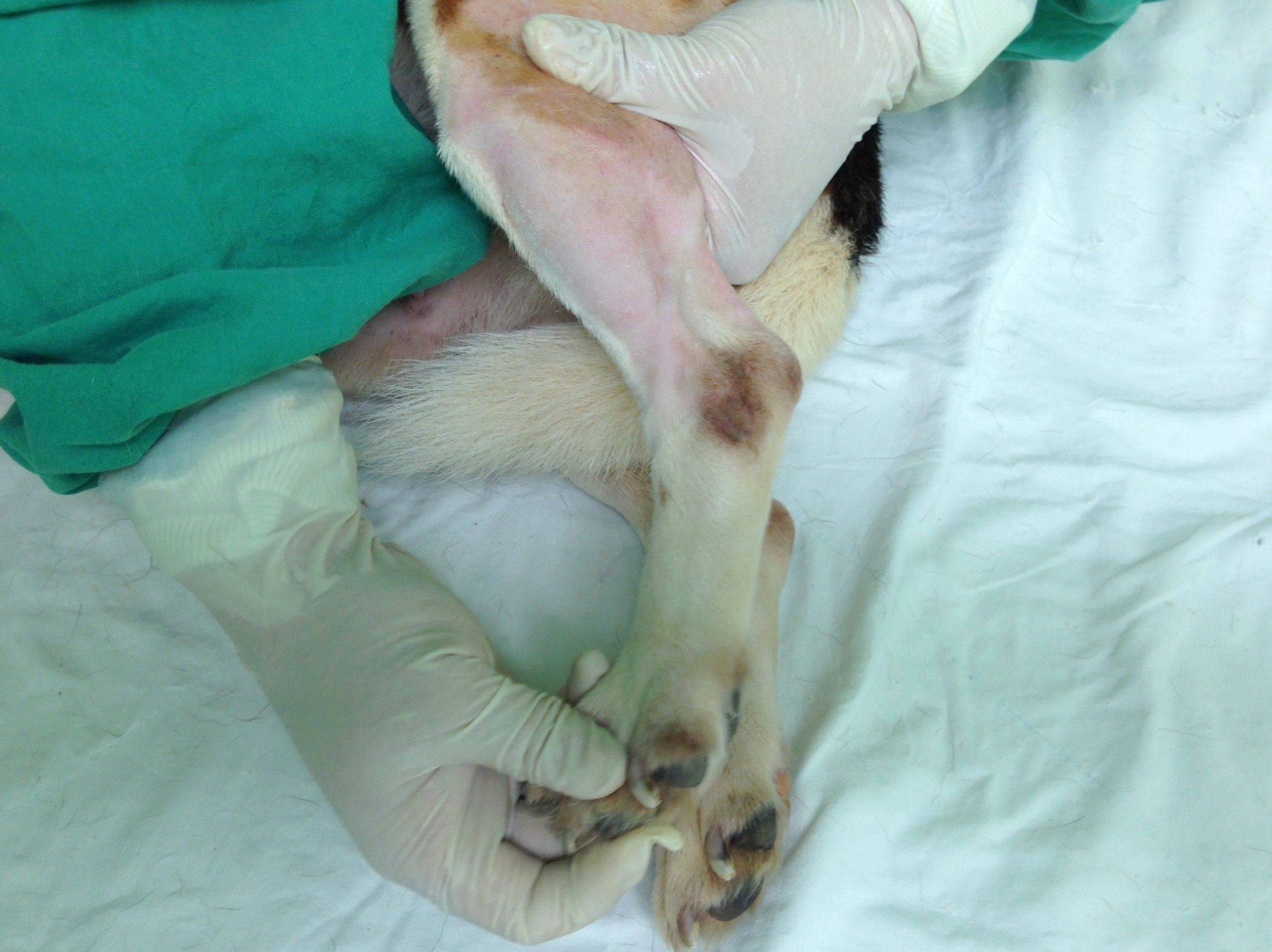 Saphenous vein (1)