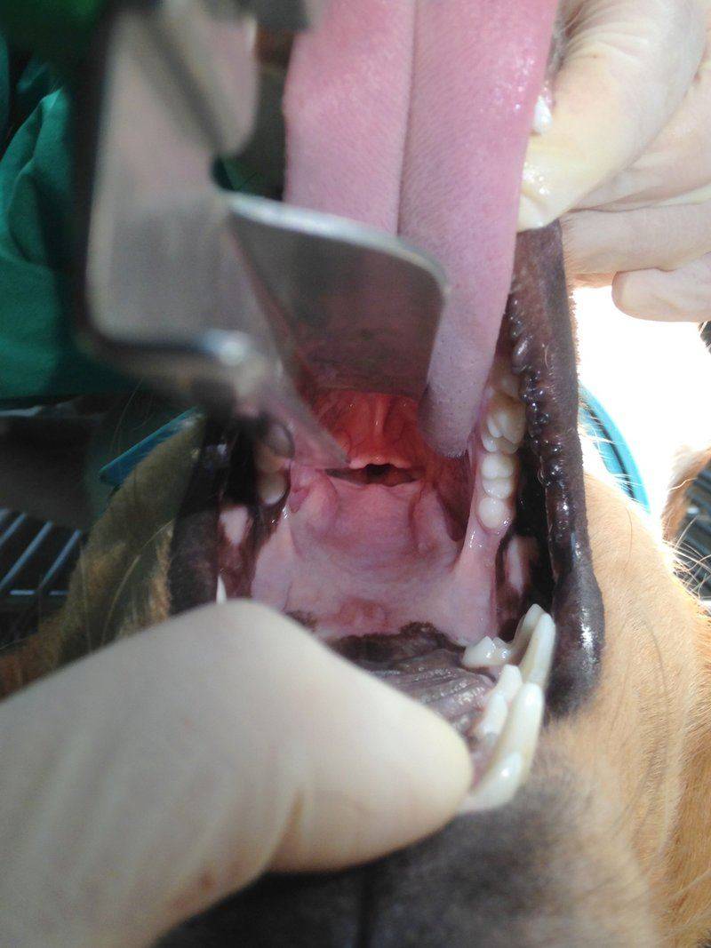 Intubation (2)