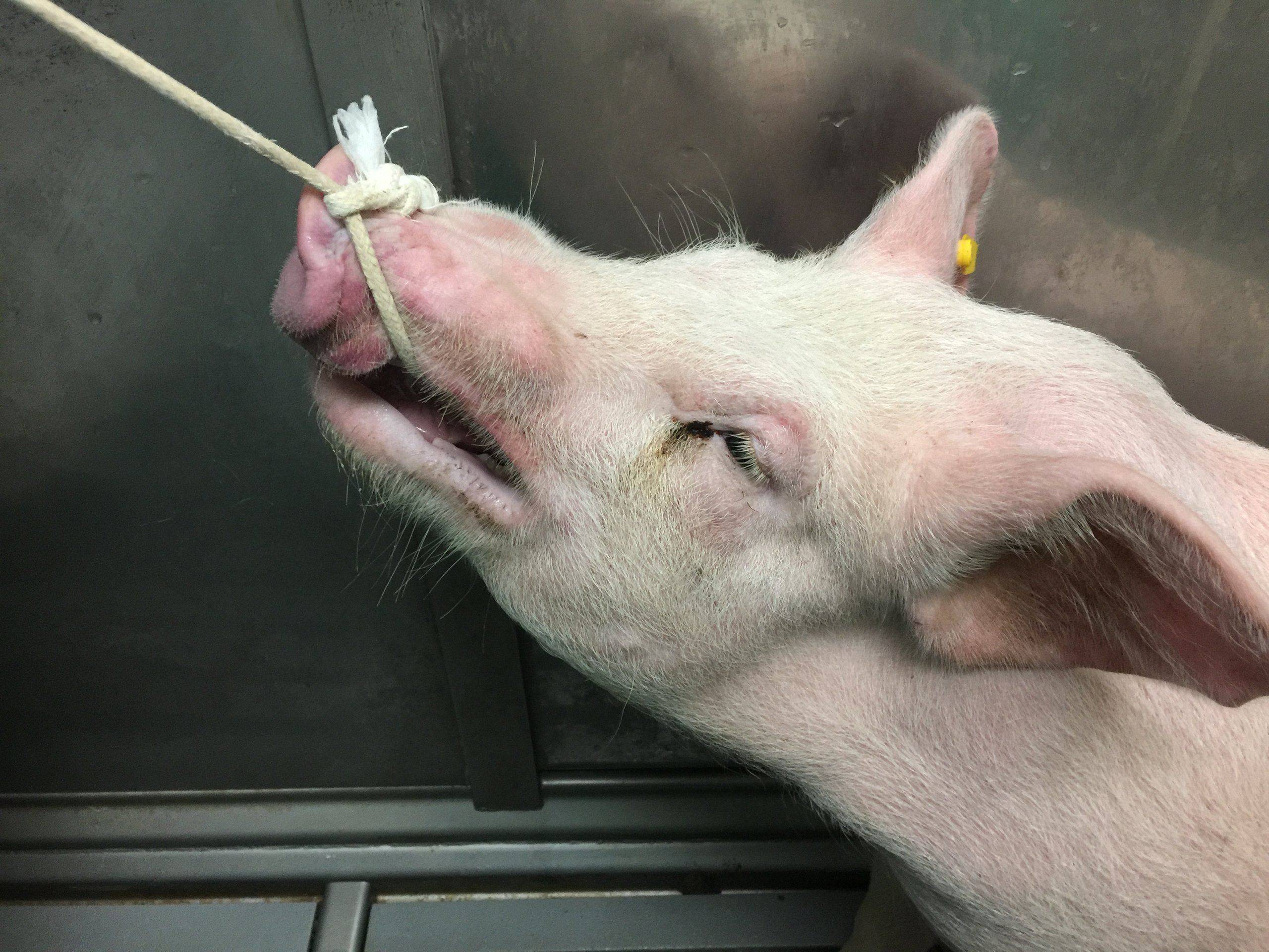 Restraint of a large pig using a rope