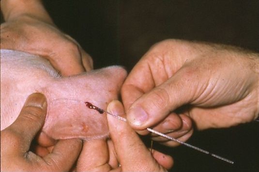 Ear vein blood collection site