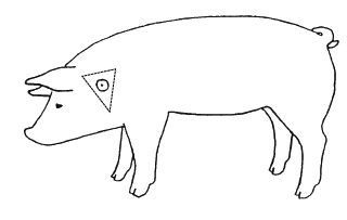 Intramuscular injection site